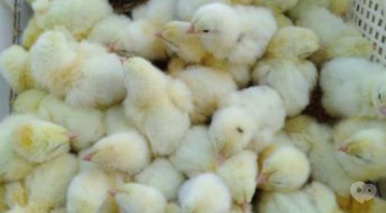 Инкубационная станция Птицы Украины, Переработка и торговля инкубационного яйца, торговля суточными цыплятами - Продажа цыплят кур несушек