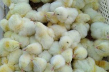 Инкубационная станция Птицы Украины, Переработка и торговля инкубационного яйца, торговля суточными цыплятами - Продажа цыплят кур несушек