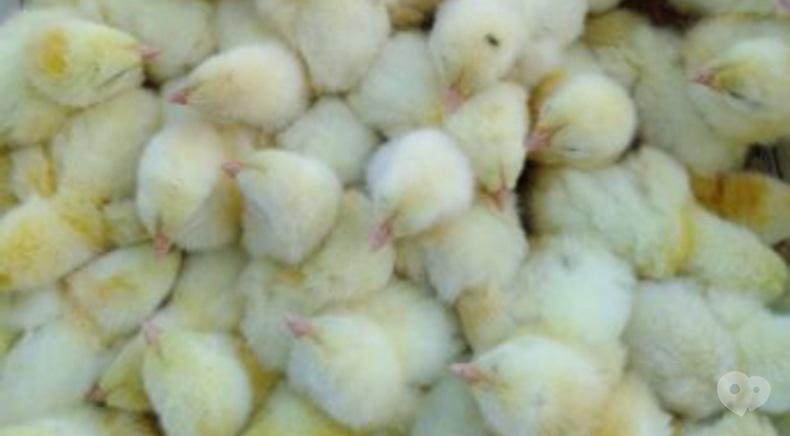 Инкубационная станция Птицы Украины, Переработка и торговля инкубационного яйца, торговля суточными цыплятами - Продажа молодняка птиц