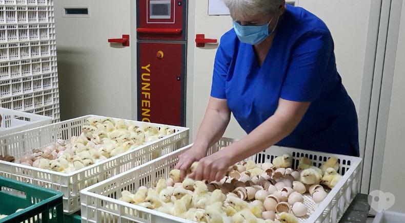 Инкубационная станция Птицы Украины, Переработка и торговля инкубационного яйца, торговля суточными цыплятами - Инкубация куриного яйца