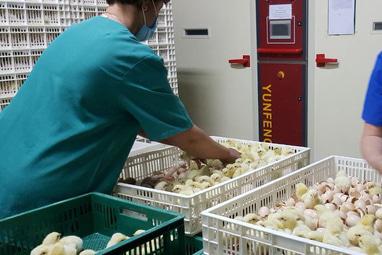 Інкубаційна станція Птахи України, Переробка та торгівля інкубаційного яйця, торгівля добових курчат - Інкубація яєць сільськогосподарської птиці