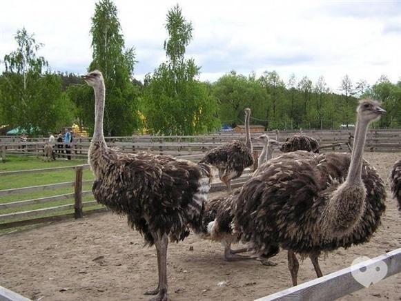 Мандрівник, туристична компанія - Ясногородська страусина ферма