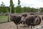 Мандрівник, туристична компанія - Ясногородська страусина ферма