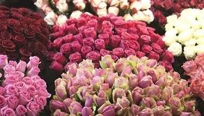 Предложение дня! Розы от 20 шт (одного сорта) – по оптовой цене