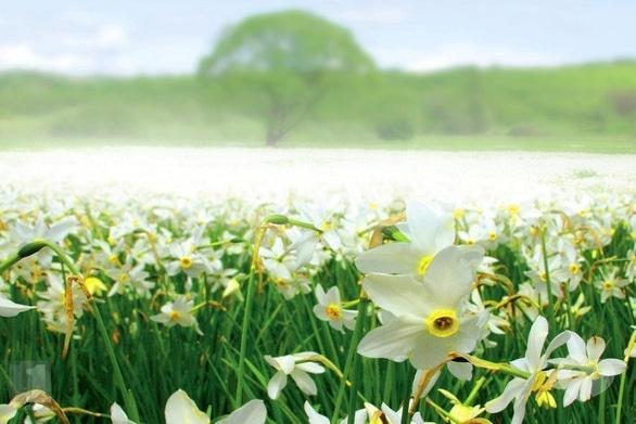 Акция - Тур "Долина нарциссов" от "Мандрівник"