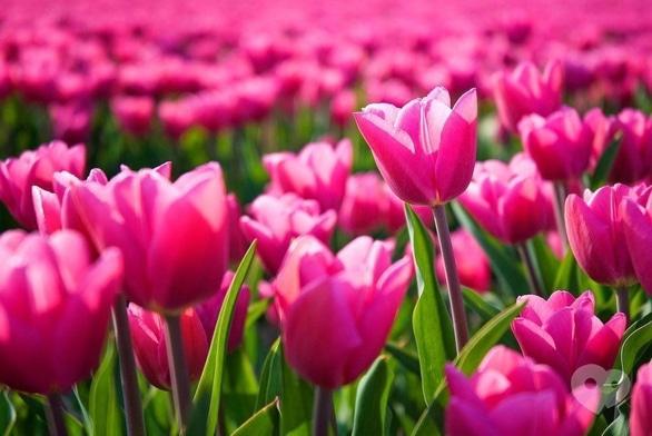 Акция - Тур "Тюльпанная сказка" от "Мандрівник"