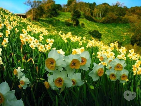 Акция - Тур на майовку "Нарциссы и 7 жемчужин Закарпатья" от "Нами"