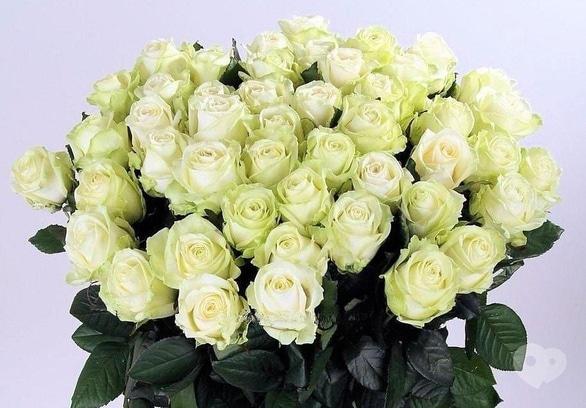 Акція – 51 троянда сорту Аваланч (біла) по супер ціні від "Яся"
