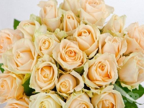 Акція – 25 троянд сорту Піч Аваланч за супер ціною від "Яся"