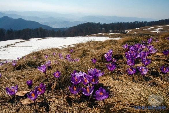 Акция - Тур "Закарпатские наслаждения + Долина крокусов" от "НАМИ"