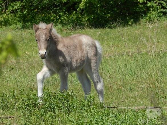 Акція – Акція "День лошат" в поні-клубі "Кентаврик"