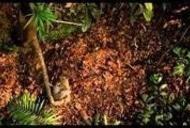 Фільм 'Амазонія: Інструкція з виживання' - трейлер