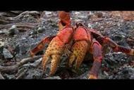 Фильм 'Альдабра. Путешествие к таинственному острову' - трейлер