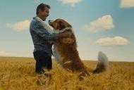 Фільм 'Подорож хорошого пса' - трейлер
